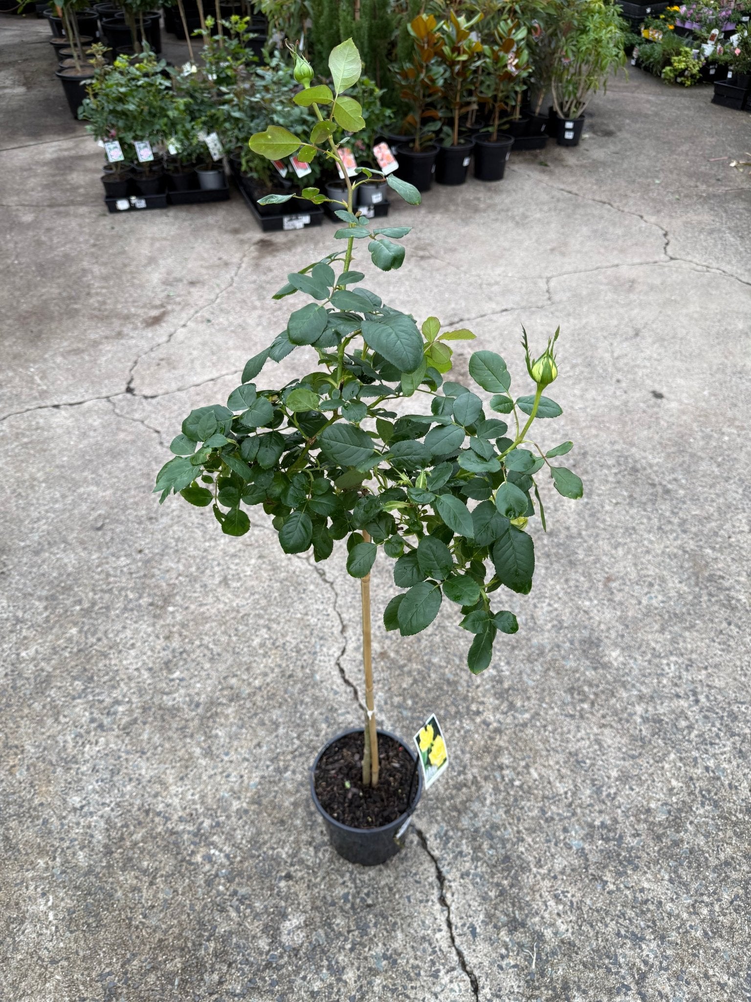 Rose 'Kabuki' - 3ft Standard (PICKUP ONLY) - Ladybird Nursery