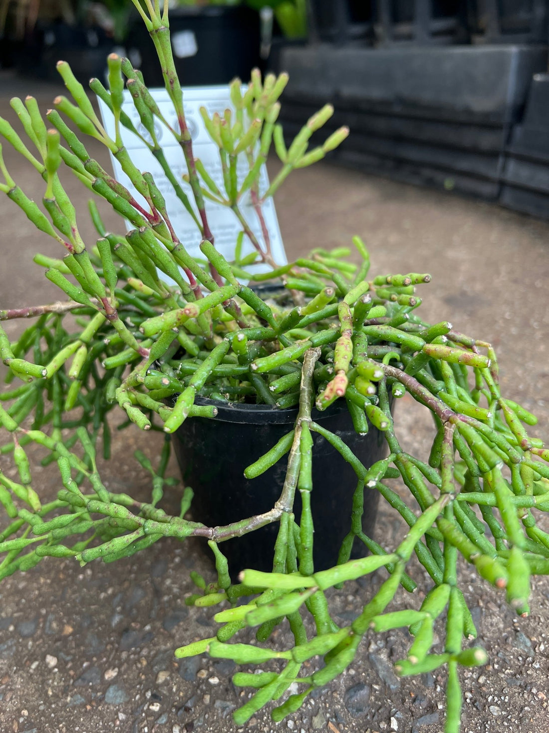 Rhipsalis (Clavata) - Ladybird Nursery