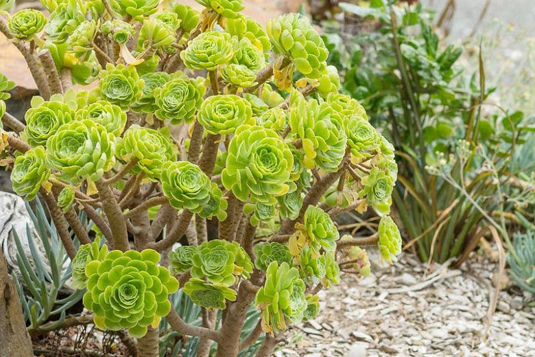 Tree Aeonium Hawathii (Aeonium arboreum)