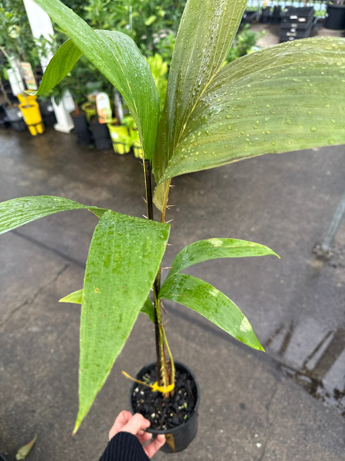Salak Malay (Salacca glabrescens) - Ladybird Nursery