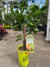 Lime & Orange Tree (QLD Only) - Ladybird Nursery