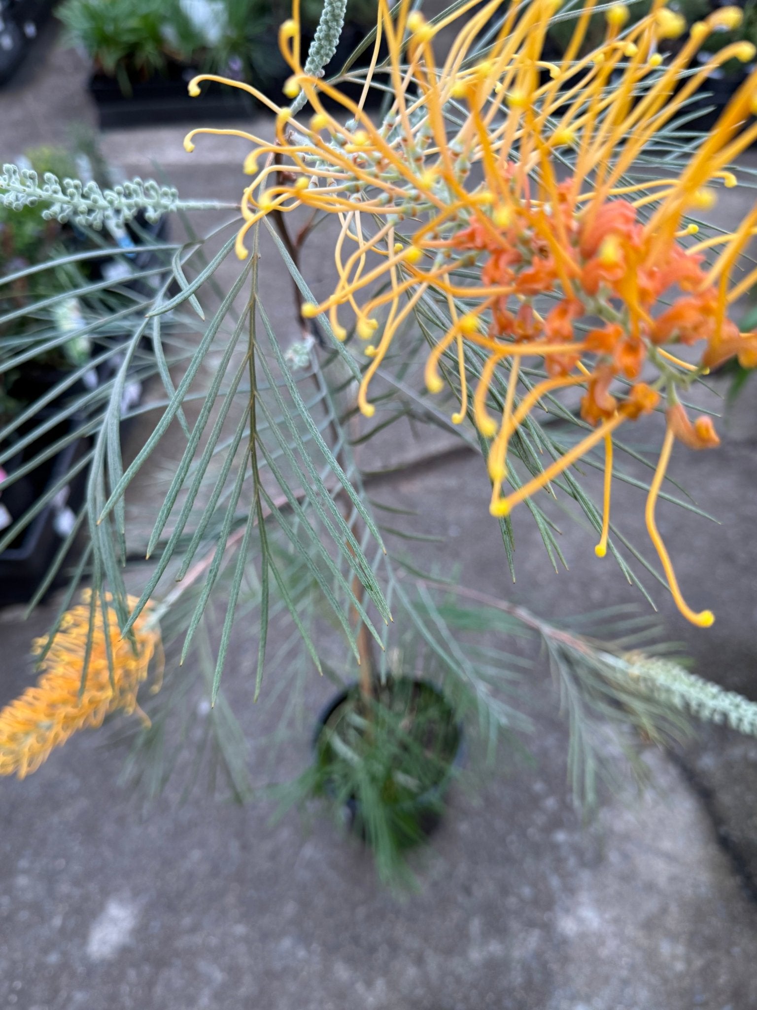 Grevillea 'Honey Gem' - Large - Ladybird Nursery