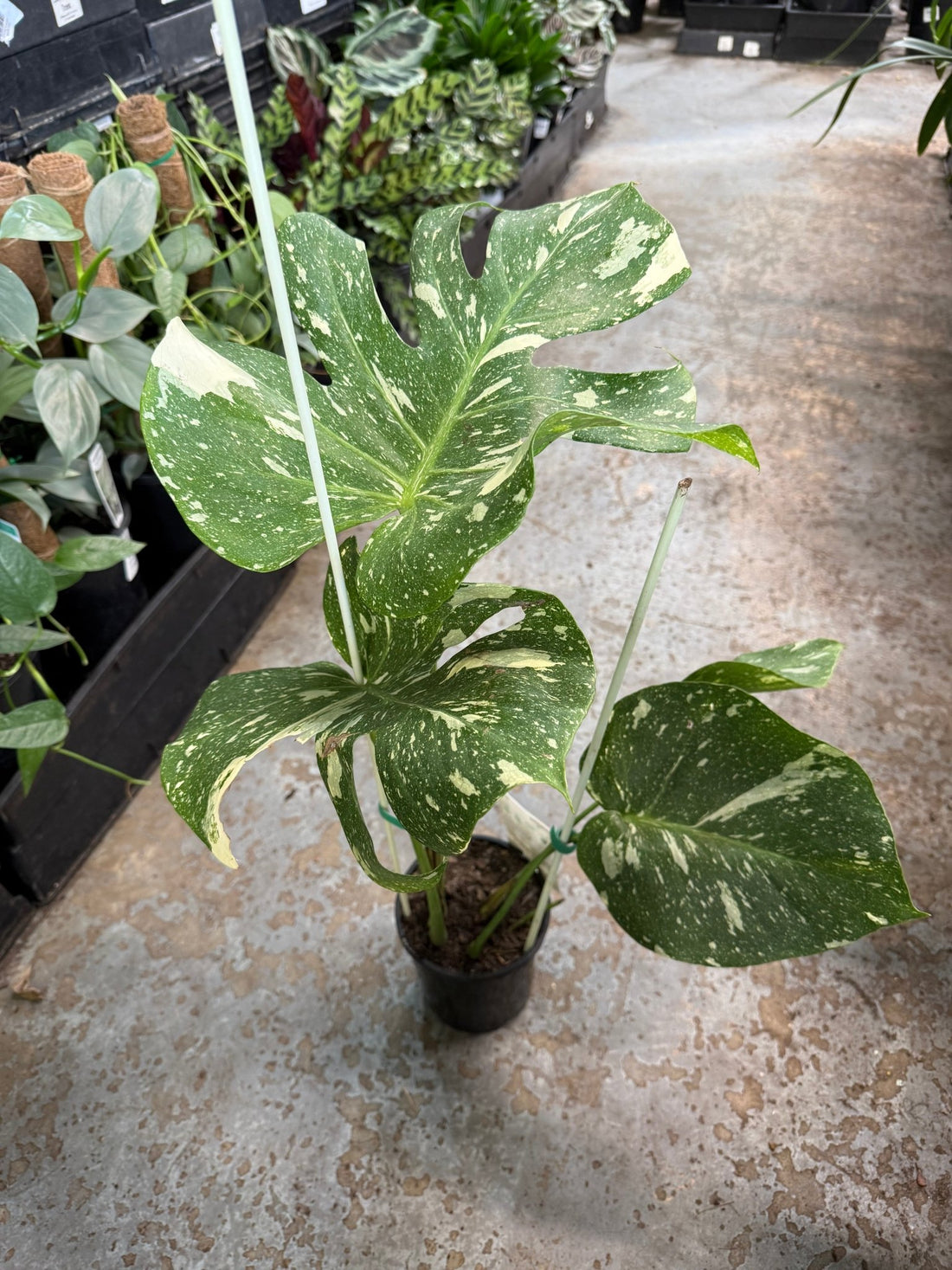 Monstera 'Thai Constellation' 140mm Pot - Ladybird Nursery