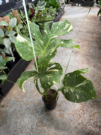 Monstera 'Thai Constellation' 140mm Pot - Ladybird Nursery