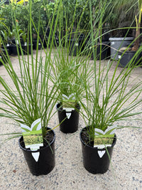 Fountain Grass 'NAFRAY®' (Pennisetum alopecuroides) - Ladybird Nursery
