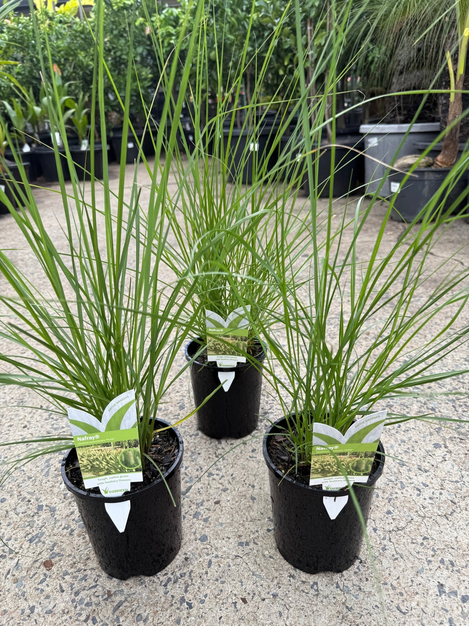 Fountain Grass 'NAFRAY®' (Pennisetum alopecuroides) - Ladybird Nursery