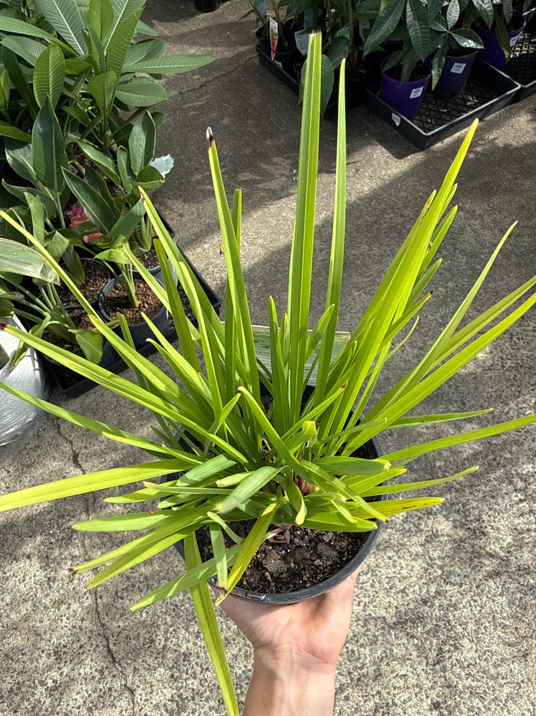 Flax Lily 'Streetscape™' (Dianella) - Ladybird Nursery