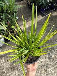 Flax Lily 'Streetscape™' (Dianella) - Ladybird Nursery