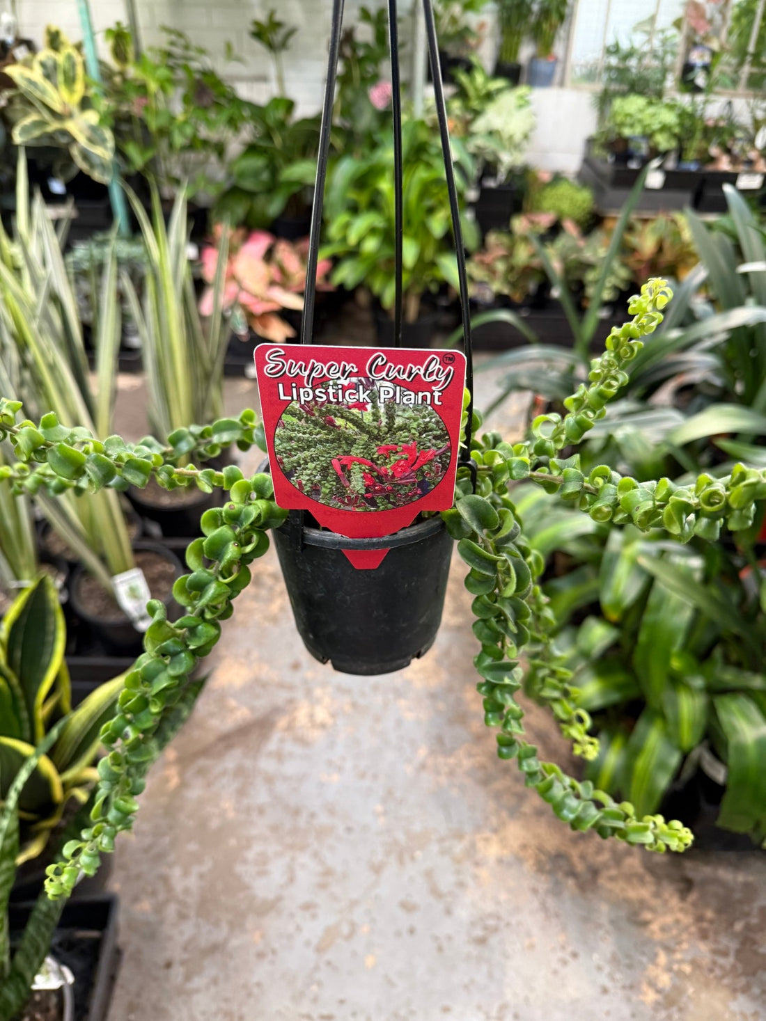 Lipstick Plant 'Super Curly' (Aeschynanthus) - Ladybird Nursery
