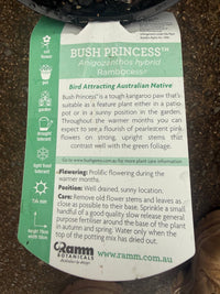 Kangaroo Paw 'Bush Princess' (Anigozanthos) - Ladybird Nursery