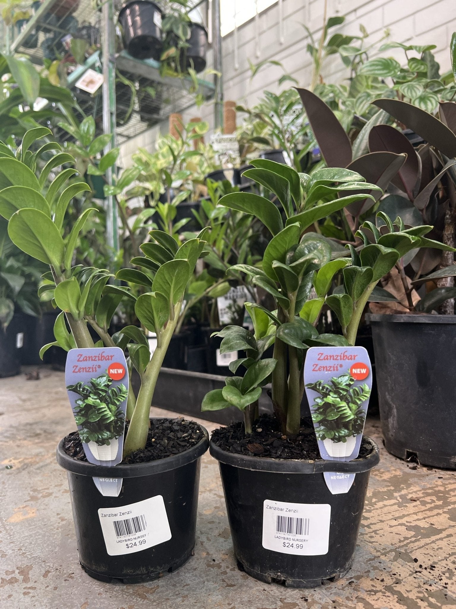 Zanzibar Zenzii - Ladybird Nursery