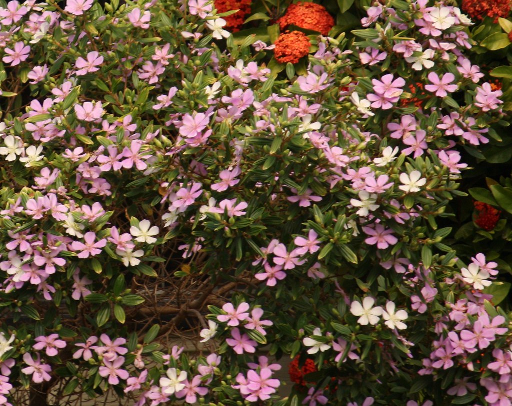 Tobouchina Noelene (Tibouchina)