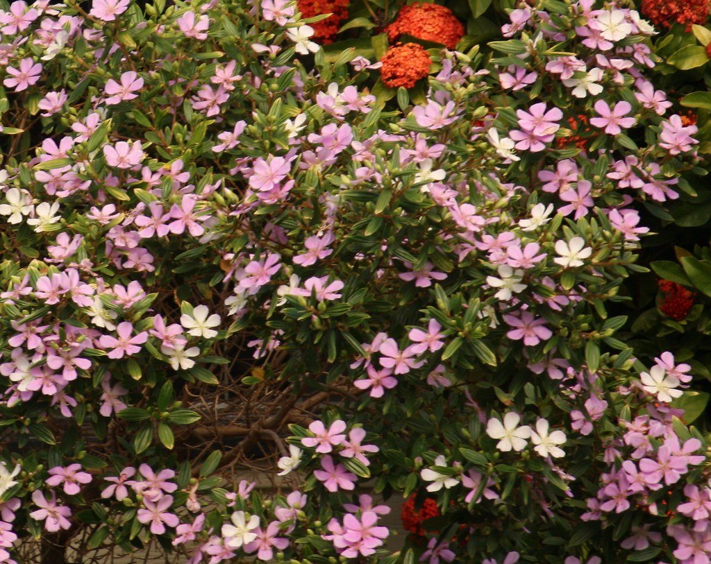 Tobouchina Noelene (Tibouchina) - Ladybird Nursery