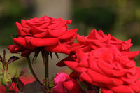 Rose Kardinal 2 ft Standards (Rosa) - Ladybird Nursery