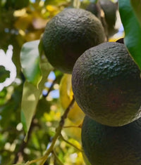 Avocado 'Linda' (B) - Medium - Ladybird Nursery