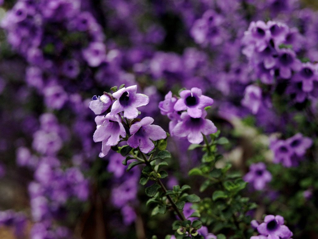 Native Oregano (Prostanthera rotundifolia) - Ladybird Nursery