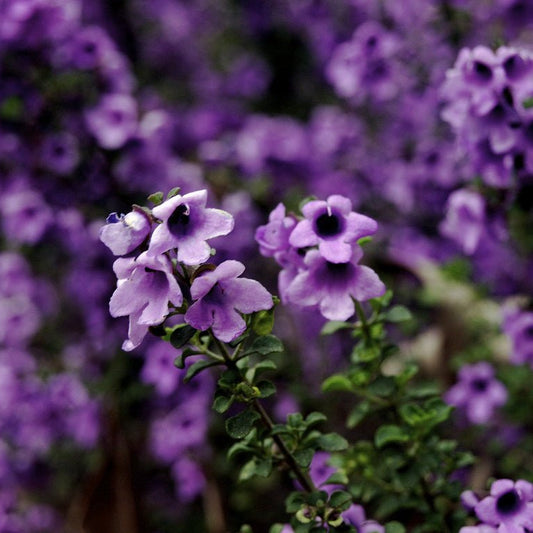 Native Oregano (Prostanthera rotundifolia) - Ladybird Nursery