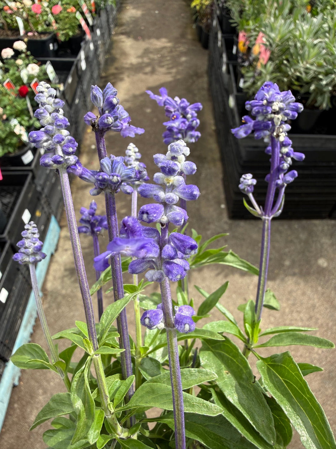 Salvia Unplugged 'So Blue' (Salvia Farinacea) - Ladybird Nursery