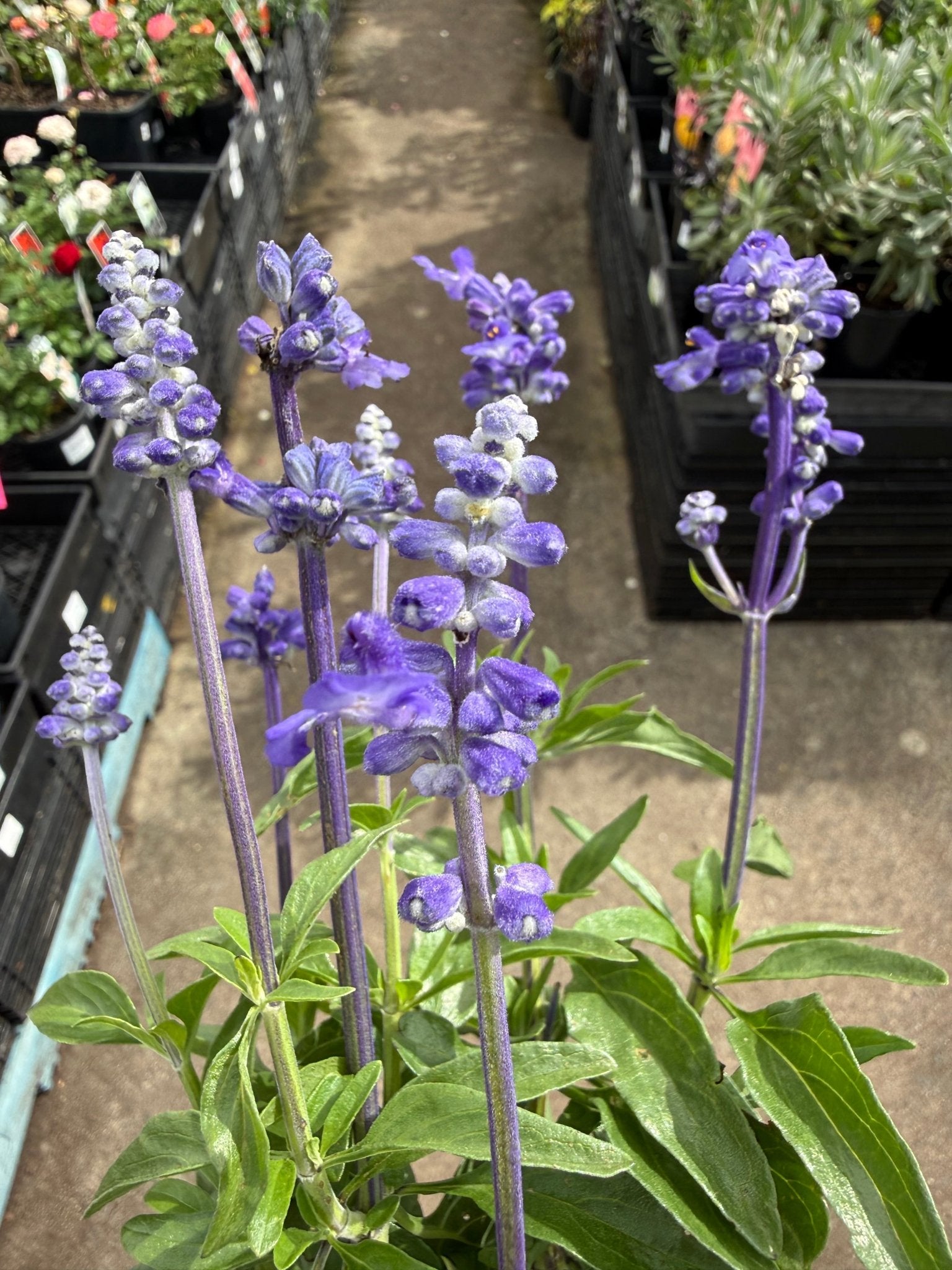 Salvia Unplugged 'So Blue' (Salvia Farinacea) - Ladybird Nursery