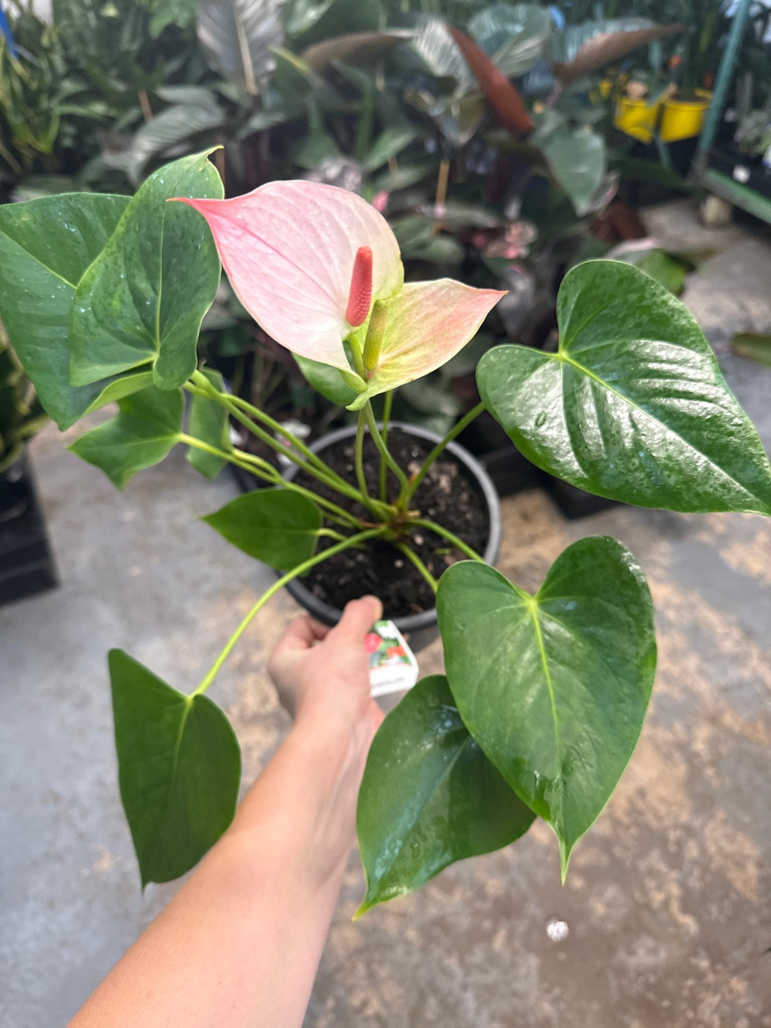 Anthurium 'Princess Amalia Elegance' - Ladybird Nursery