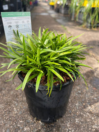 Agapanthus 'Blush Pink' - Ladybird Nursery