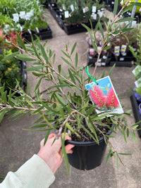 Callistemon 'Purple Cloud' - Large - Ladybird Nursery