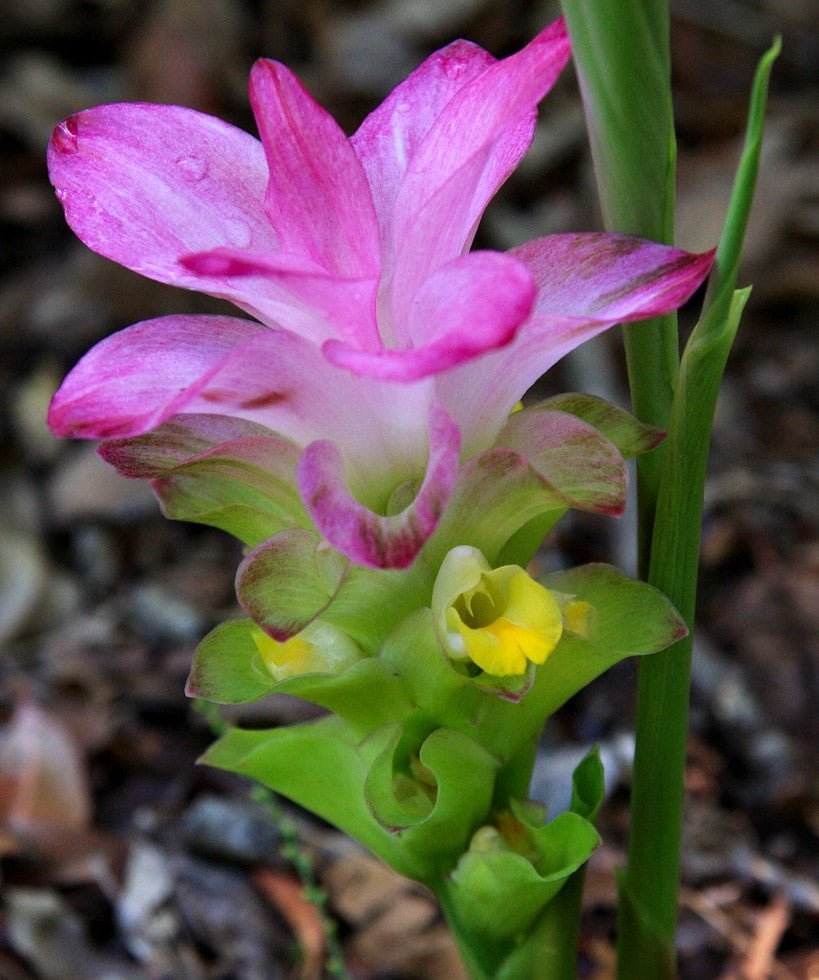 Cape York Lily (Curcuma australasica) - Ladybird Nursery