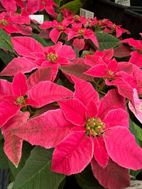 Princettia 'Bright Pink' - Ladybird Nursery