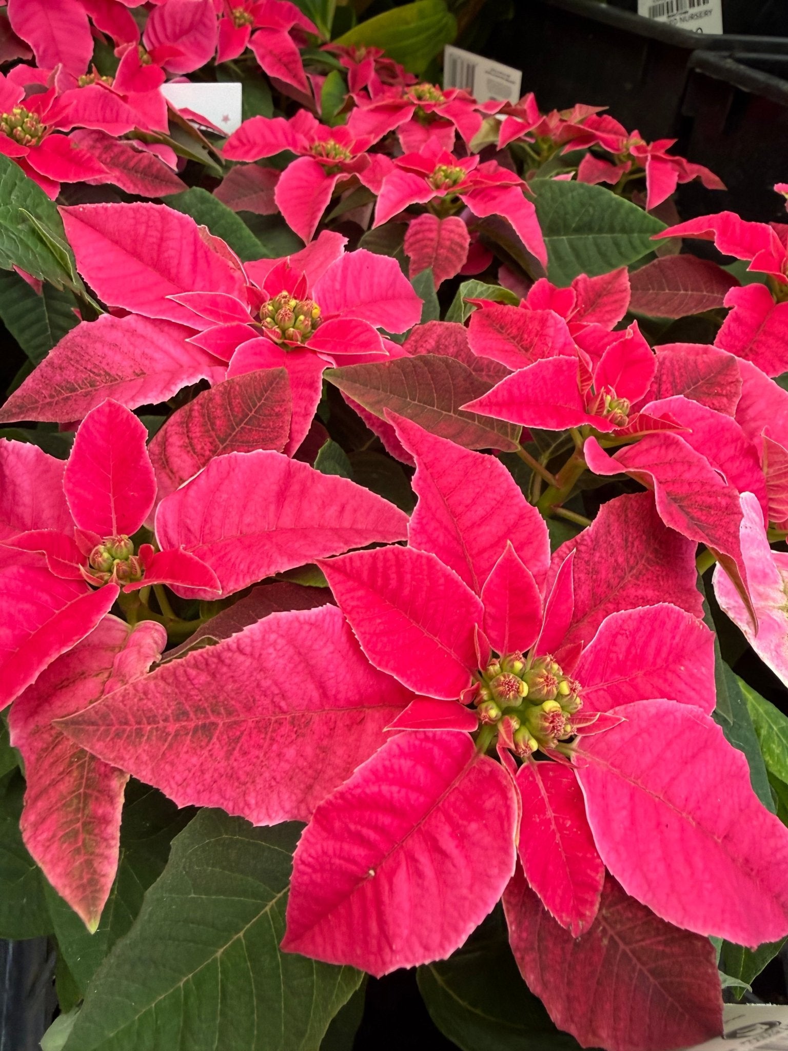 Princettia 'Bright Pink' - Ladybird Nursery
