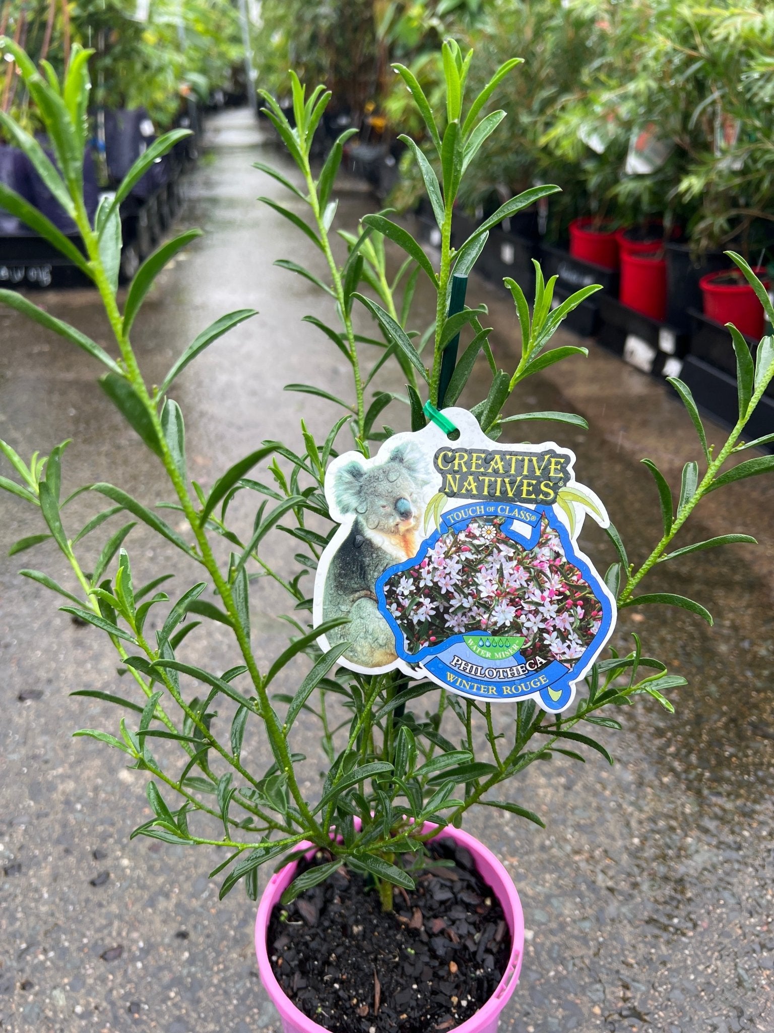 Waxflower 'Winter Rouge' (Philotheca myoporoides) - Ladybird Nursery