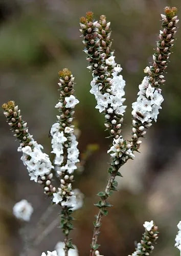 Coral Heath (Epacris microphylla)