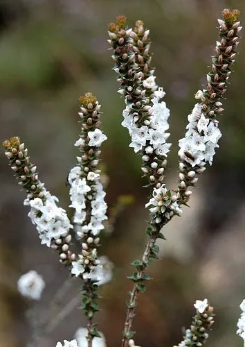Coral Heath (Epacris microphylla) - Ladybird Nursery