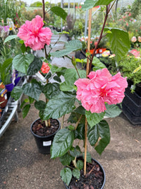 Hibiscus 'Mrs George Davis' (Hibiscus rosa-sinensis) - Large - Ladybird Nursery