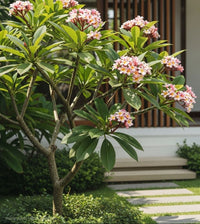 Frangipani Pink Cheeks (Plumeria rubra) - Ladybird Nursery