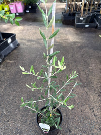 Olive ‘Tolley’s Upright’ - Ladybird Nursery