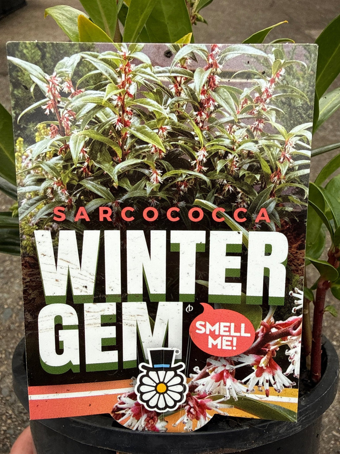 Sarcococca hookeriana ‘Winter Gem’ - Ladybird Nursery