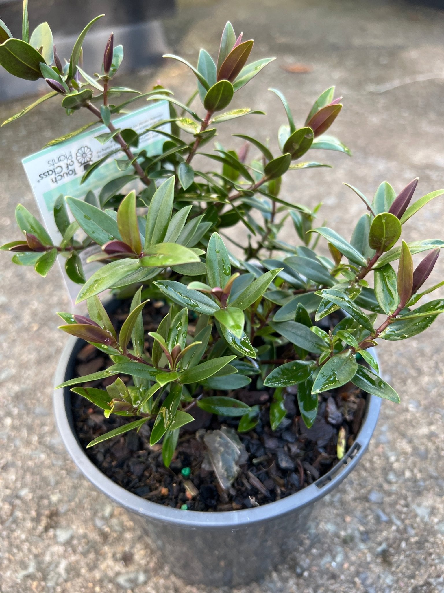 Hebe 'Pretty In Pink' - Ladybird Nursery