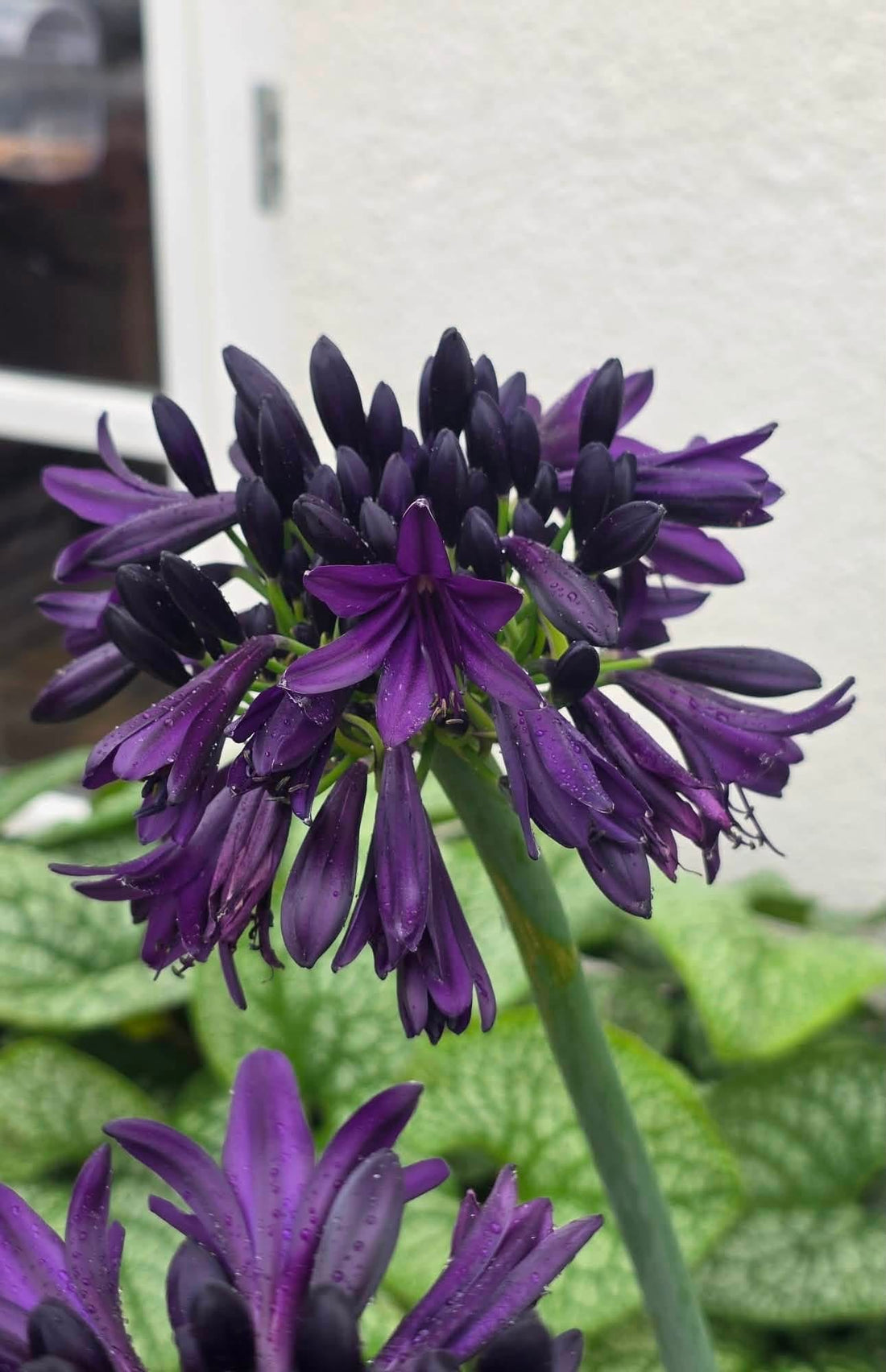 Agapanthus 'Black Jack' - Ladybird Nursery