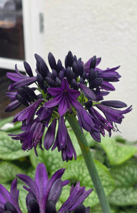 Agapanthus 'Black Jack' - Ladybird Nursery