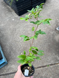 Dwarf Jaboticaba 'Red Hybrid' - Ladybird Nursery