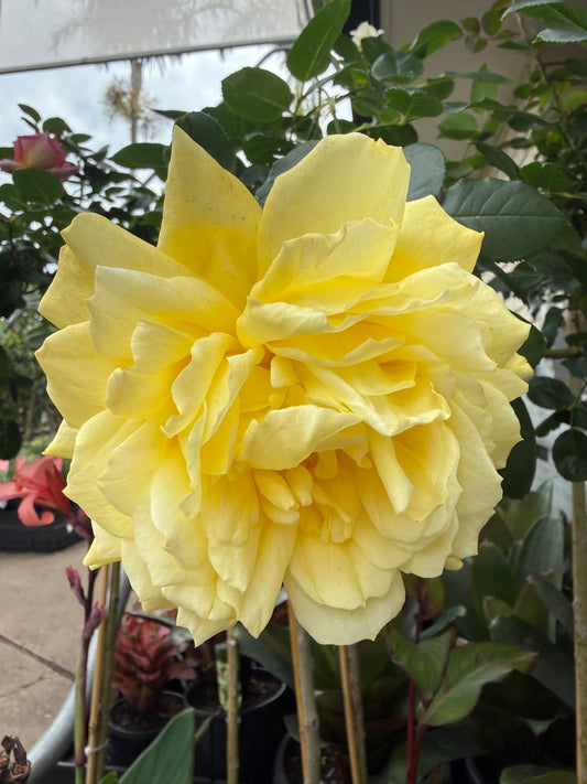 Rose 'Kabuki' - 3ft Standard (PICKUP ONLY) - Ladybird Nursery