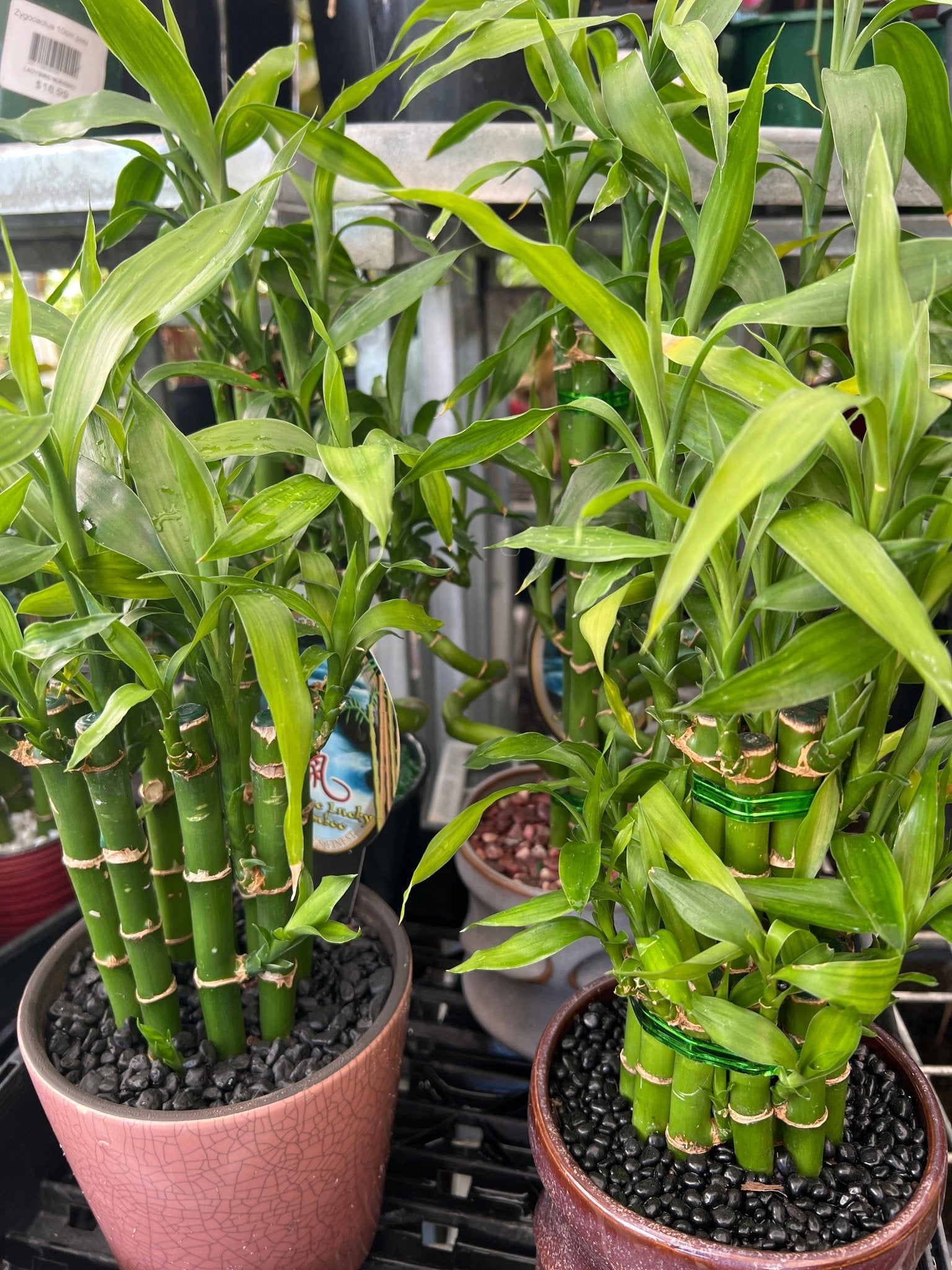 buy lucky bamboo Lucky Bamboo in Medium Ceramic Pots – Buy Now! – Ladybird Nursery