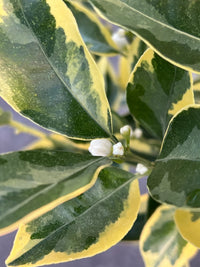 Variegated Calamondin (QLD Only) - Ladybird Nursery