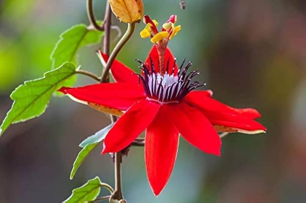Red Passionflower (Passiflora coccinea)