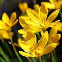 Rain Lily Yellow (Zephyranthes spp.)