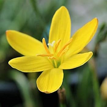 Rain Lily Yellow (Zephyranthes spp.) - Ladybird Nursery