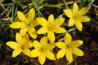 Rain Lily Yellow (Zephyranthes spp.)