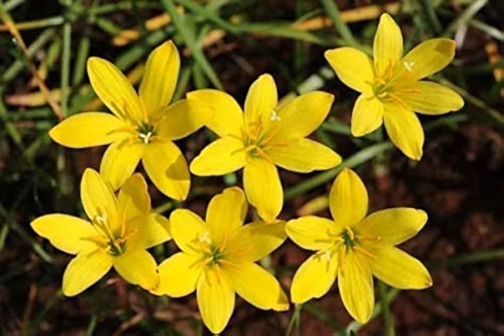 Rain Lily Yellow (Zephyranthes spp.) - Ladybird Nursery