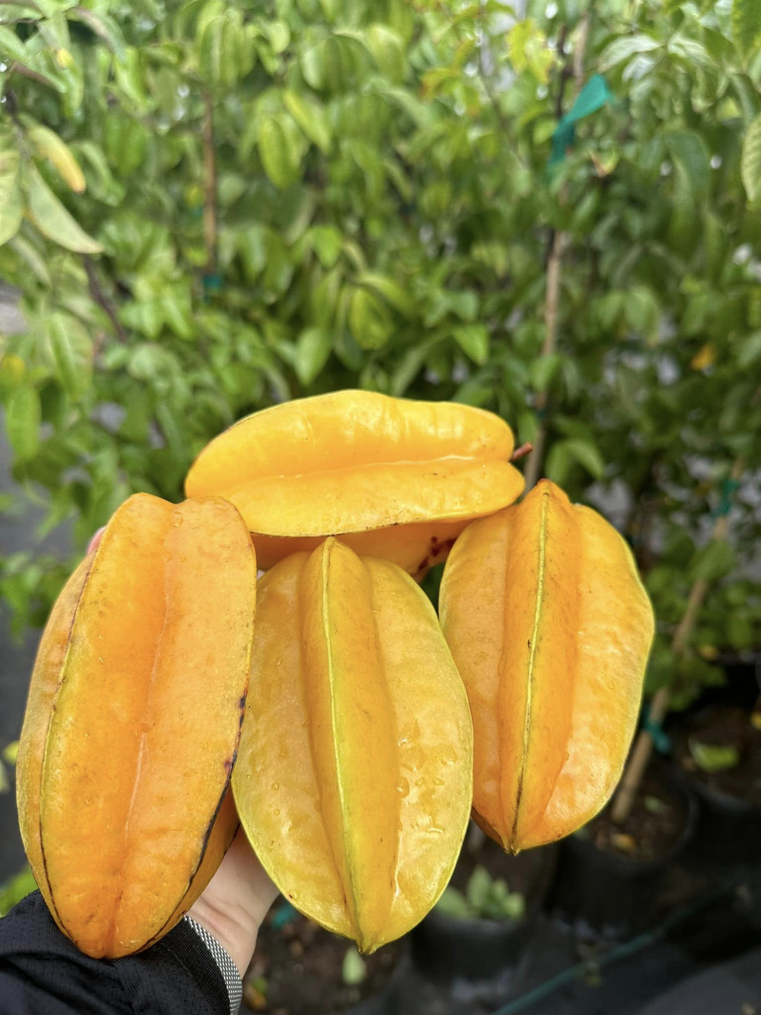 Carambola Starfruit Kembangan - Ladybird Nursery