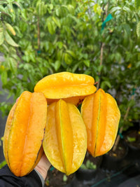 Carambola Starfruit Kembangan